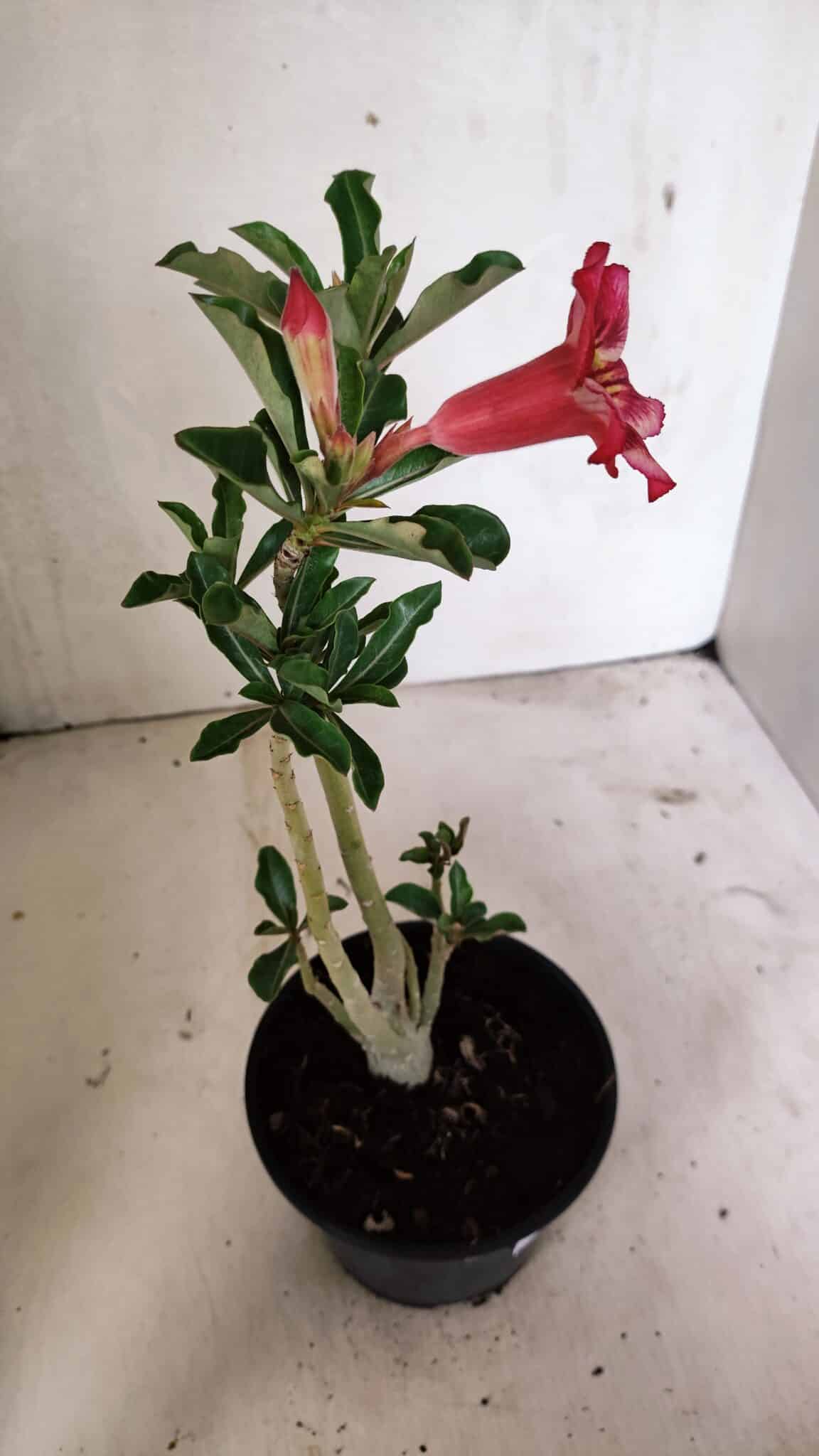 Planta Simples 3330 – 30cm – 02 anos - foto 6