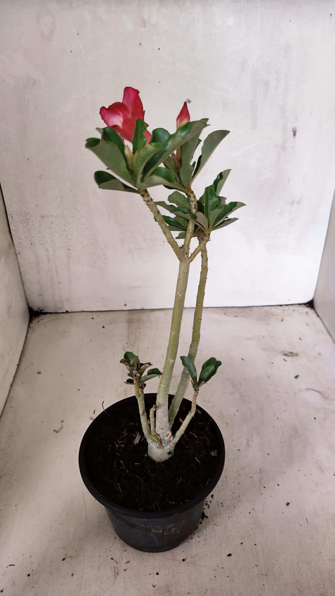 Planta Simples 3330 – 30cm – 02 anos - foto 5