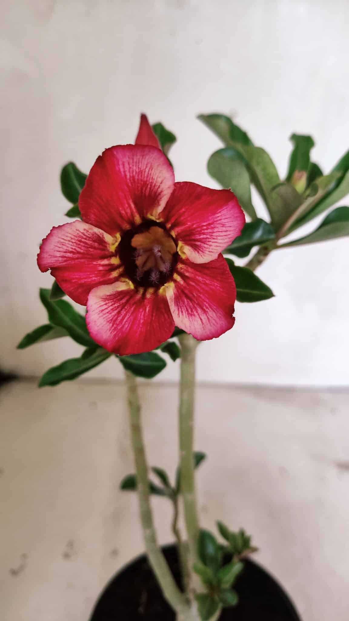 Planta Simples 3330 – 30cm – 02 anos - foto 3