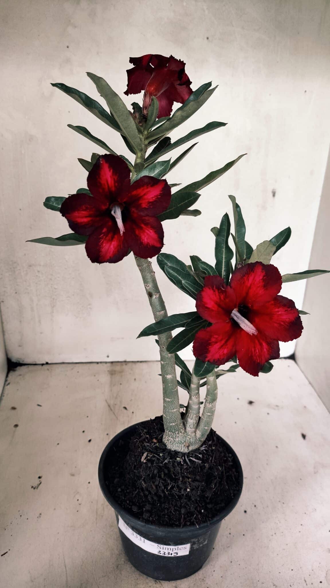 Planta Simples 3331 – 35cm – 03 anos - foto 2