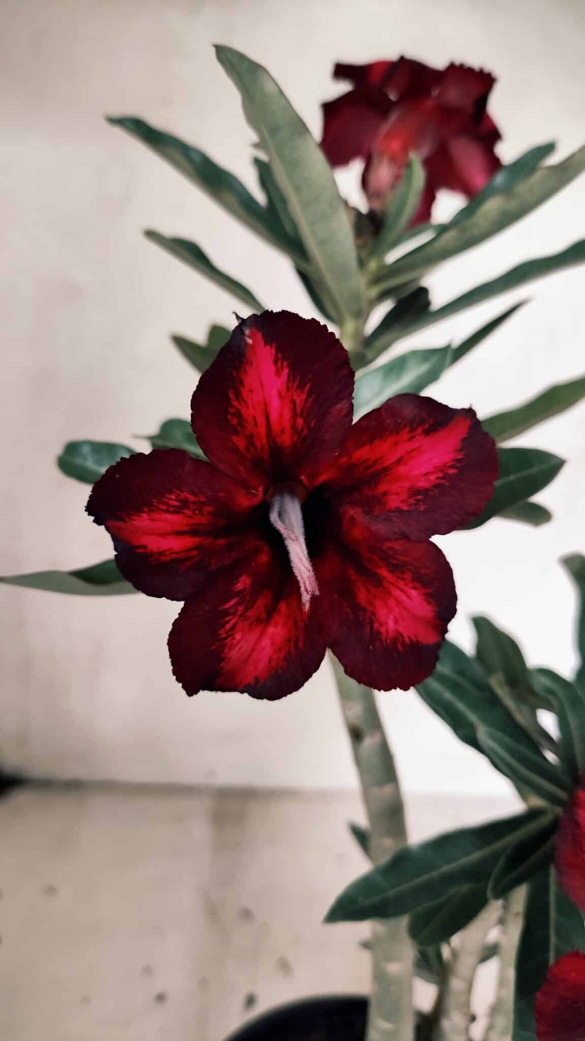 Planta Simples 3331 – 35cm – 03 anos - foto 3