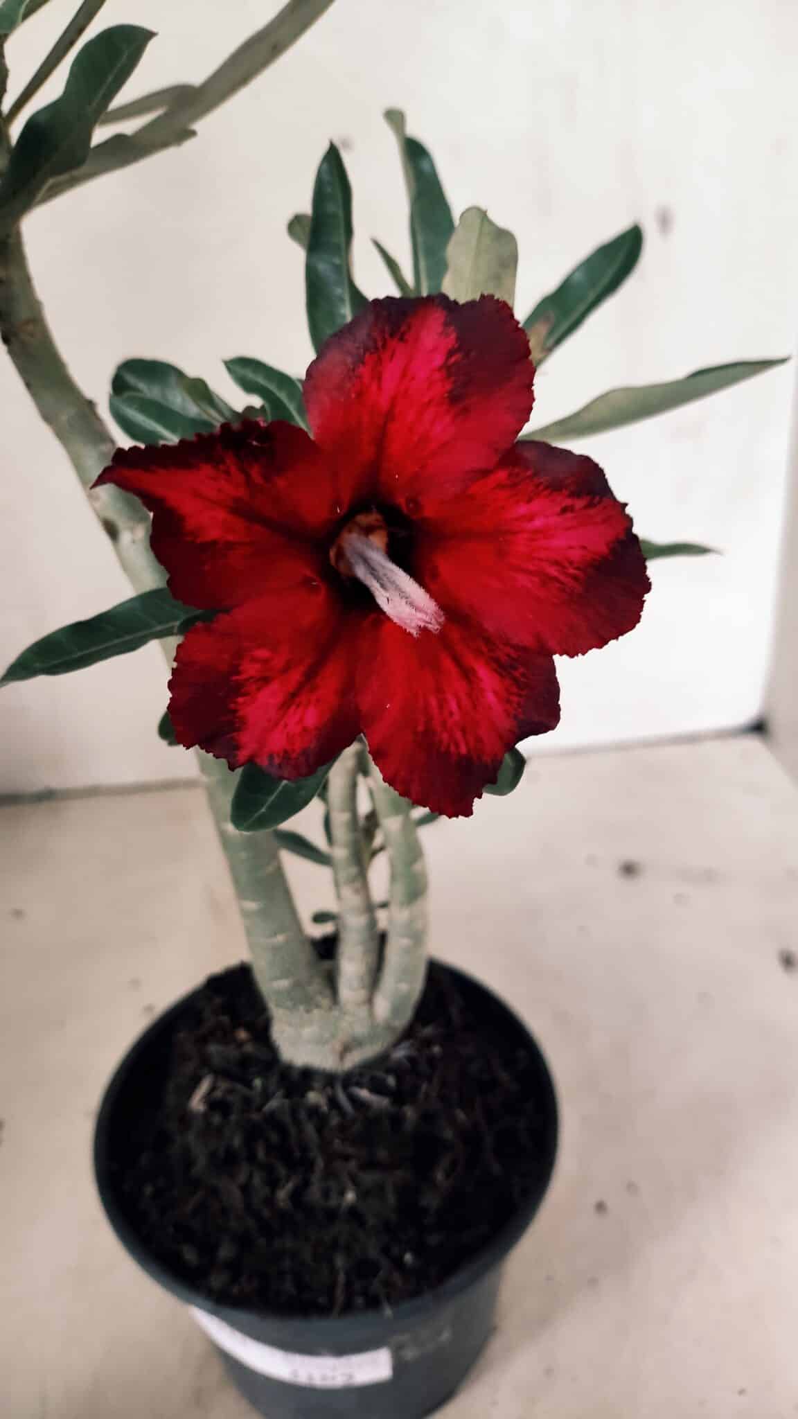 Planta Simples 3331 – 35cm – 03 anos - foto 4
