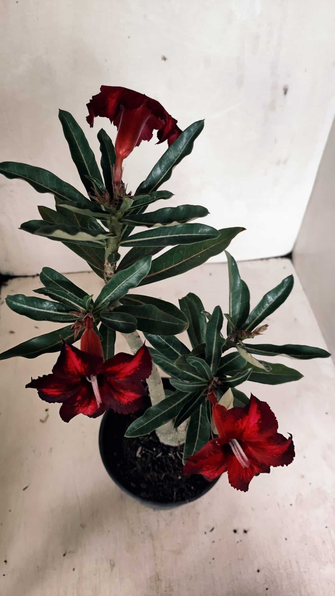 Planta Simples 3331 – 35cm – 03 anos - foto 7