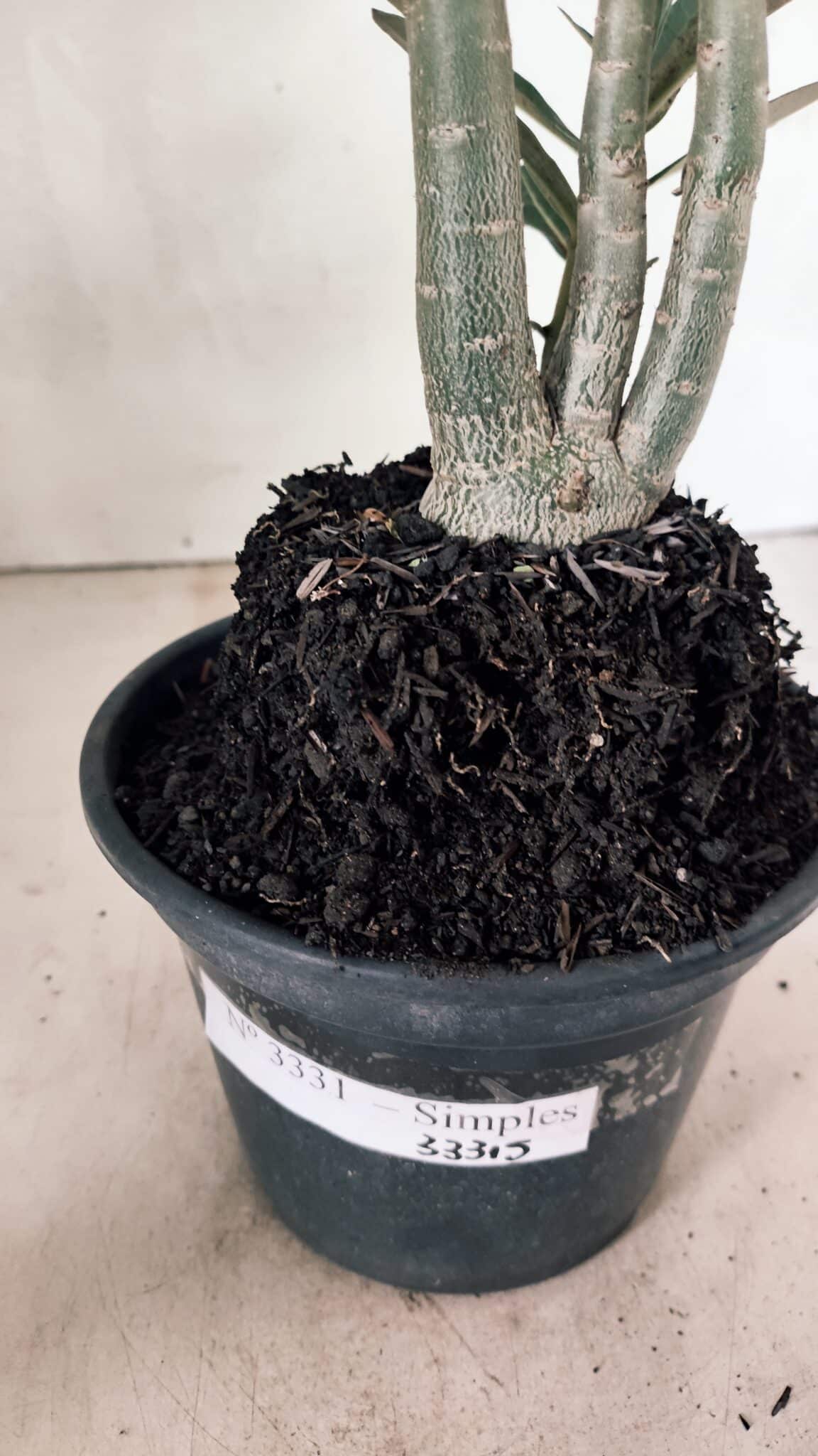Planta Simples 3331 – 35cm – 03 anos - foto 6
