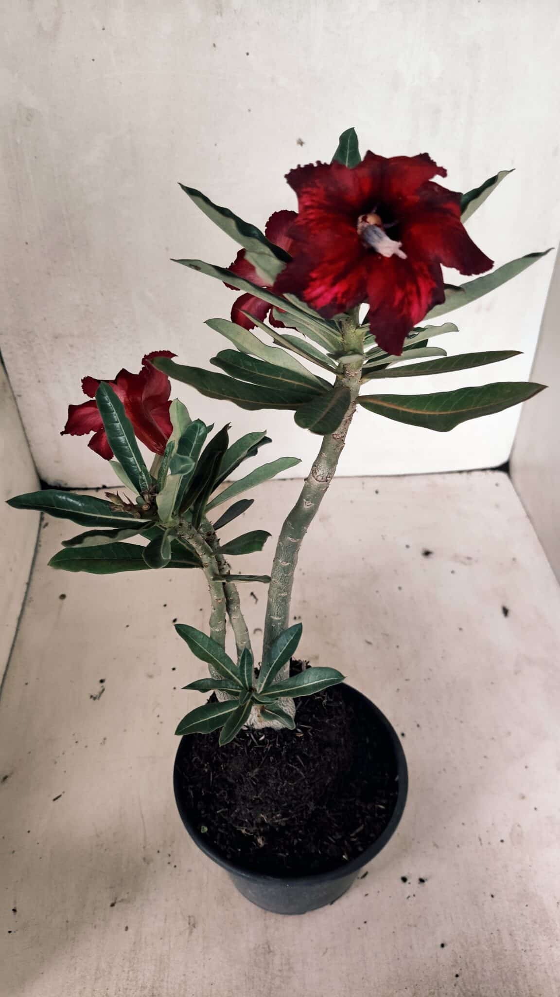 Planta Simples 3331 – 35cm – 03 anos - foto 5