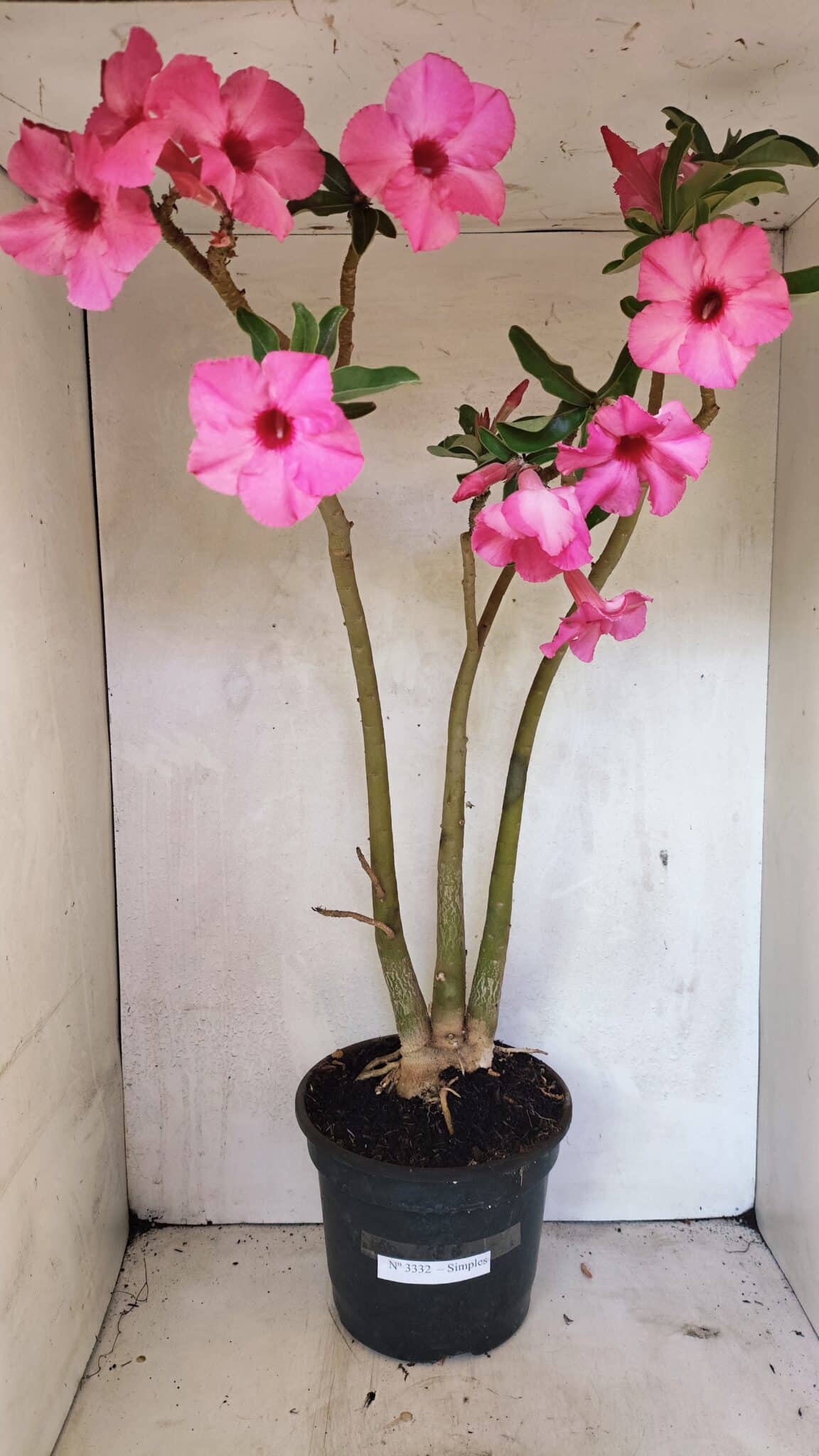 Planta Simples 3332 – 65cm – 05 anos - foto 2