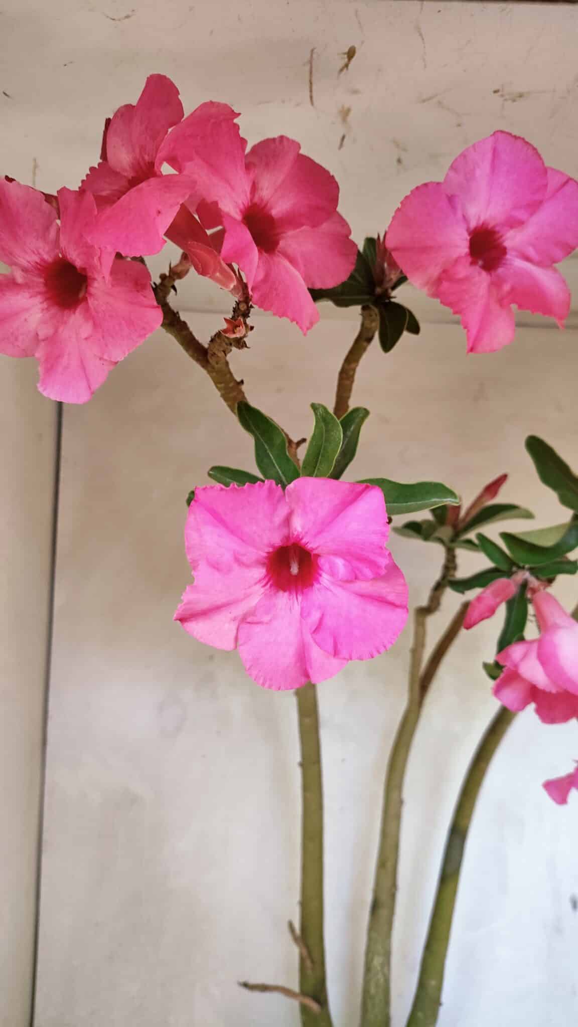 Planta Simples 3332 – 65cm – 05 anos - foto 3