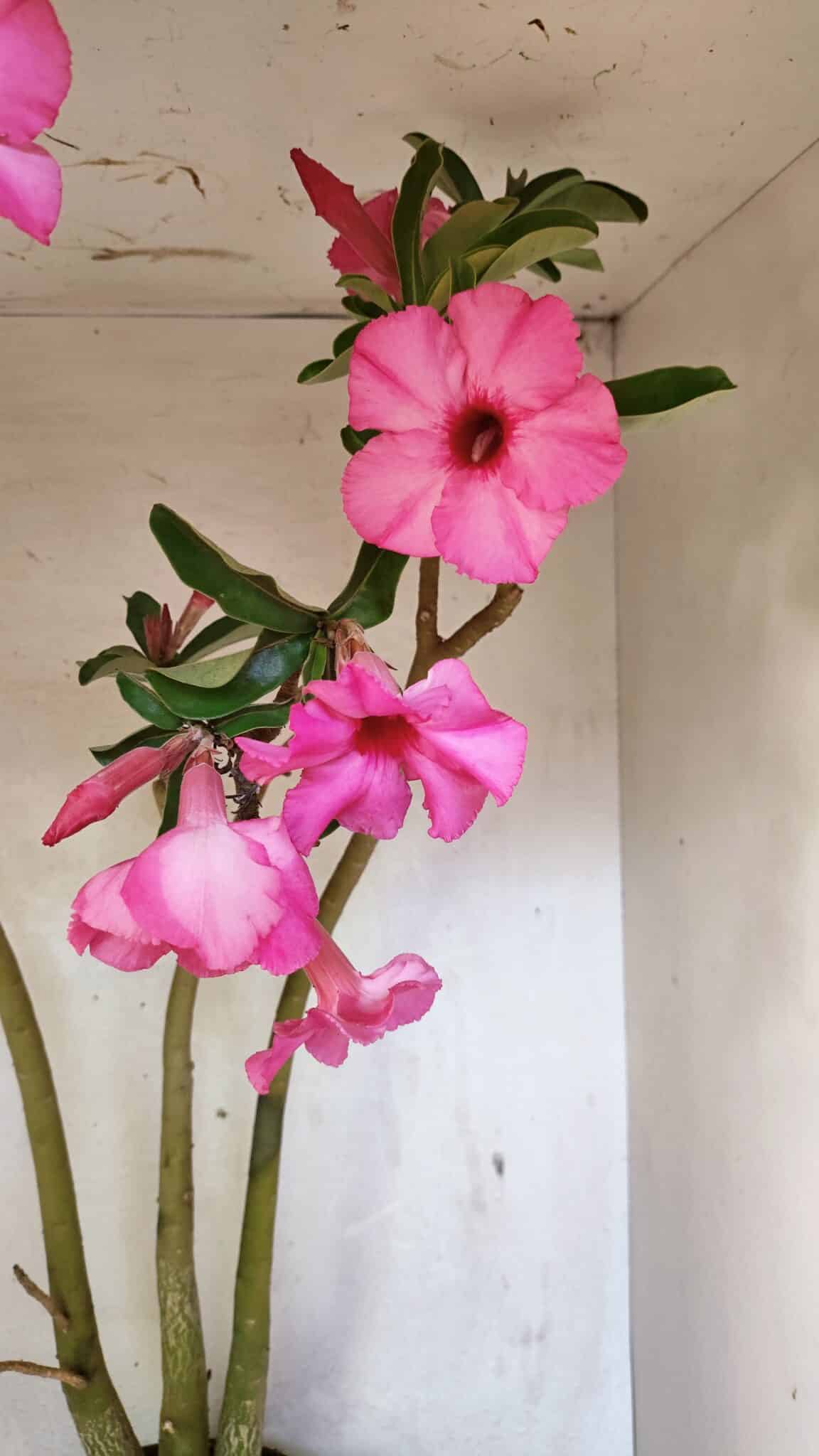 Planta Simples 3332 – 65cm – 05 anos - foto 4