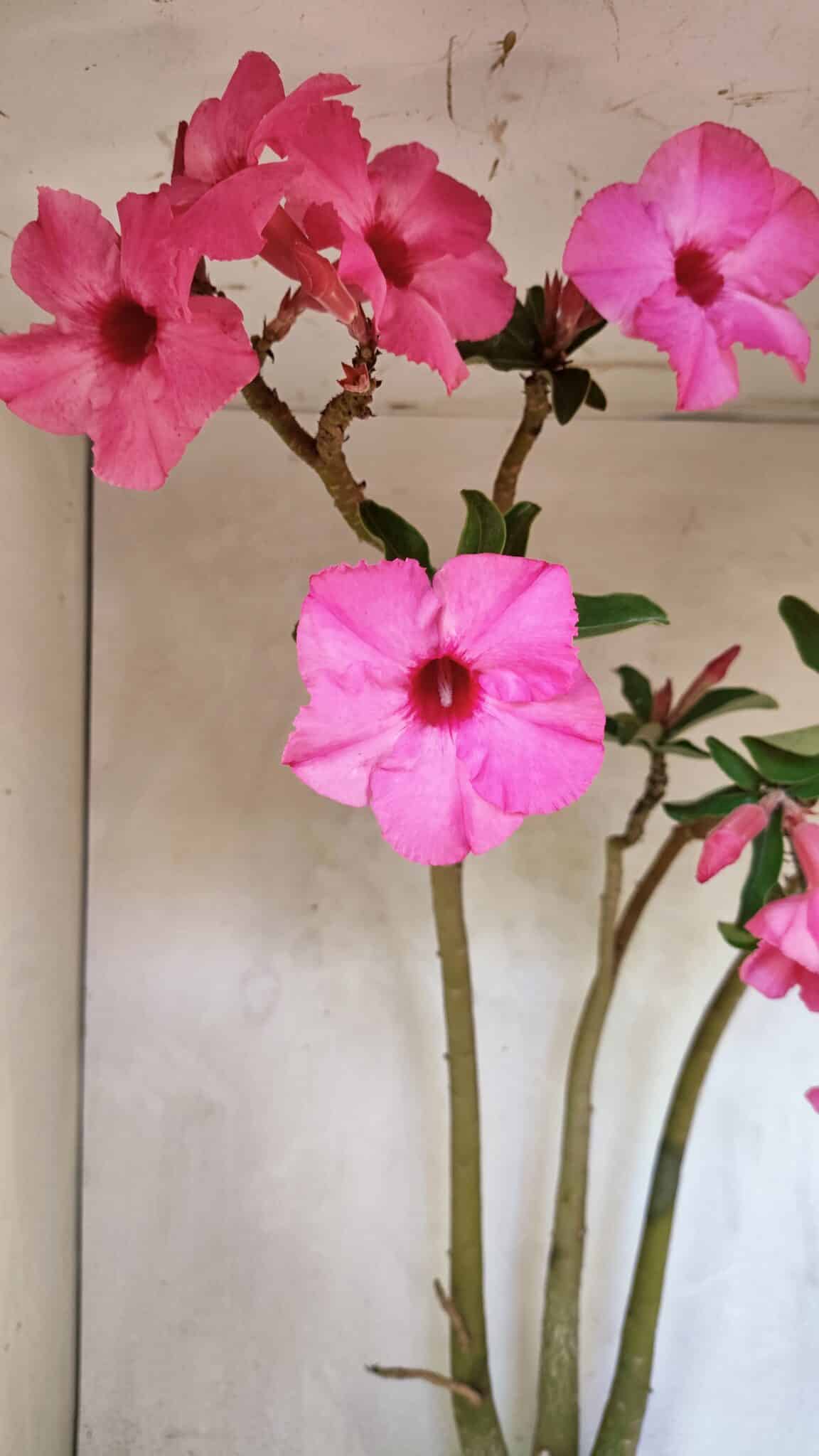 Planta Simples 3332 – 65cm – 05 anos - foto 6