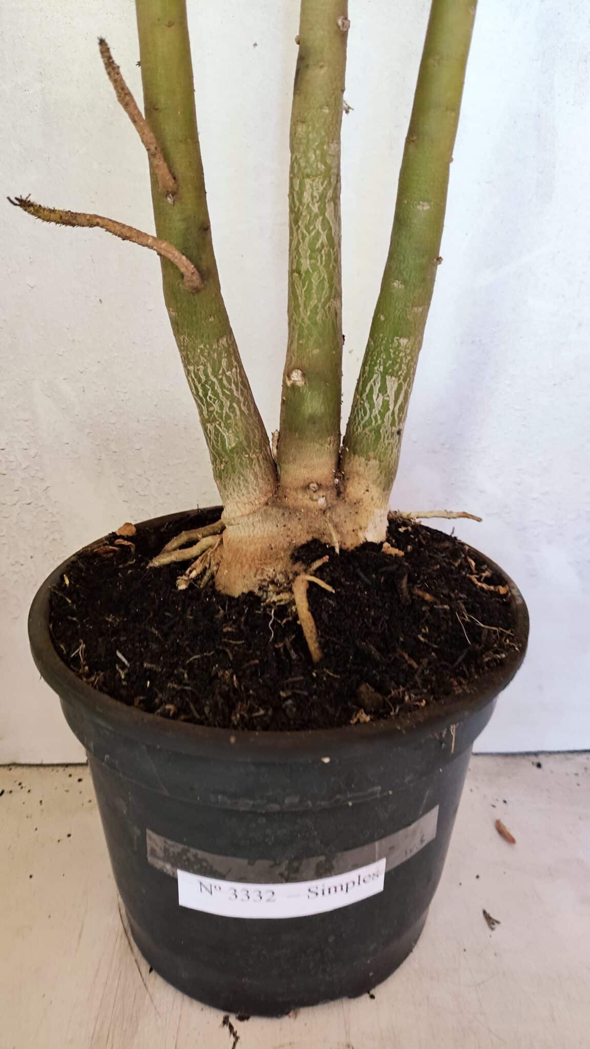 Planta Simples 3332 – 65cm – 05 anos - foto 8