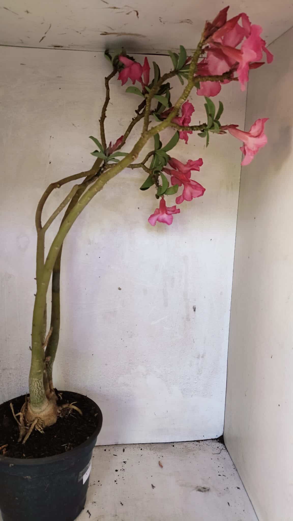 Planta Simples 3332 – 65cm – 05 anos - foto 7