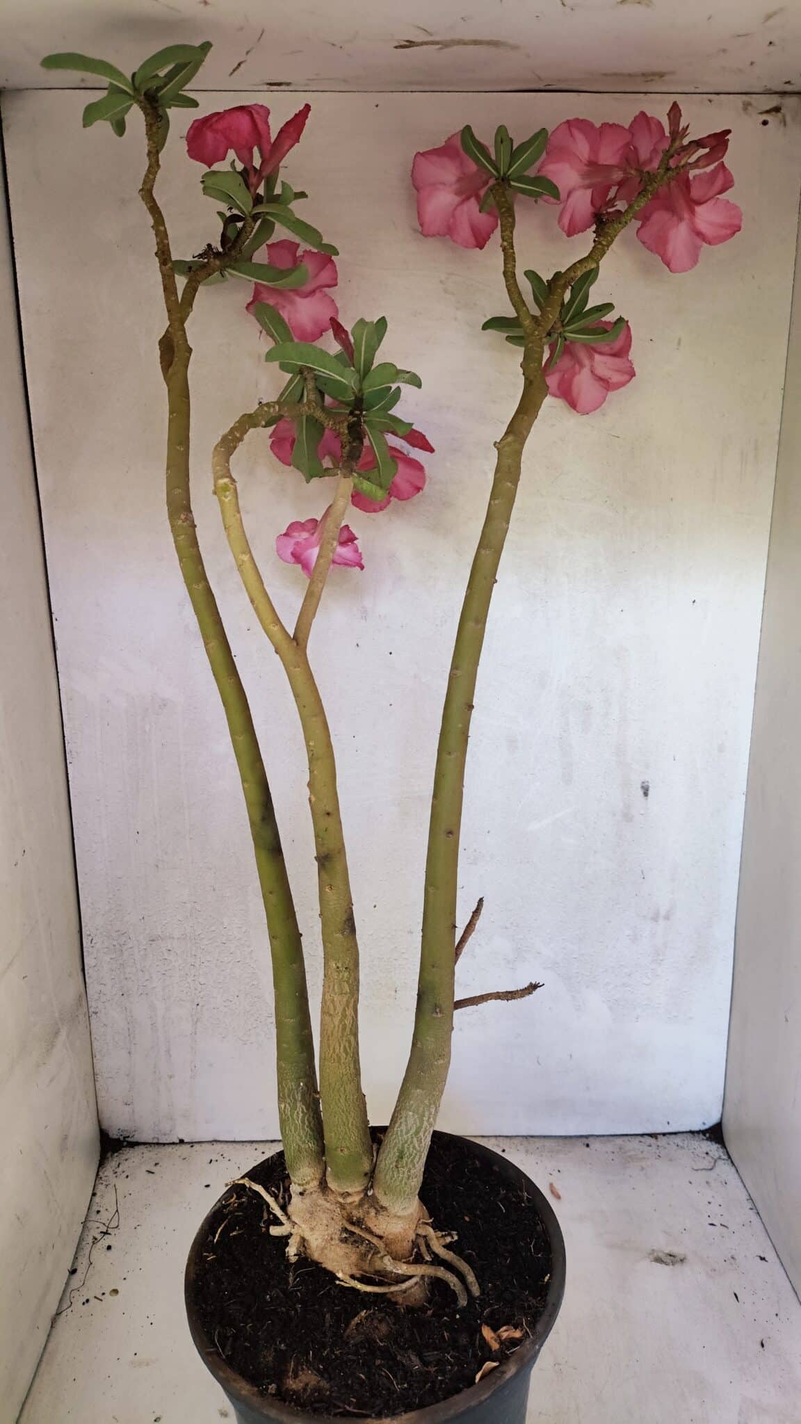 Planta Simples 3332 – 65cm – 05 anos - foto 5