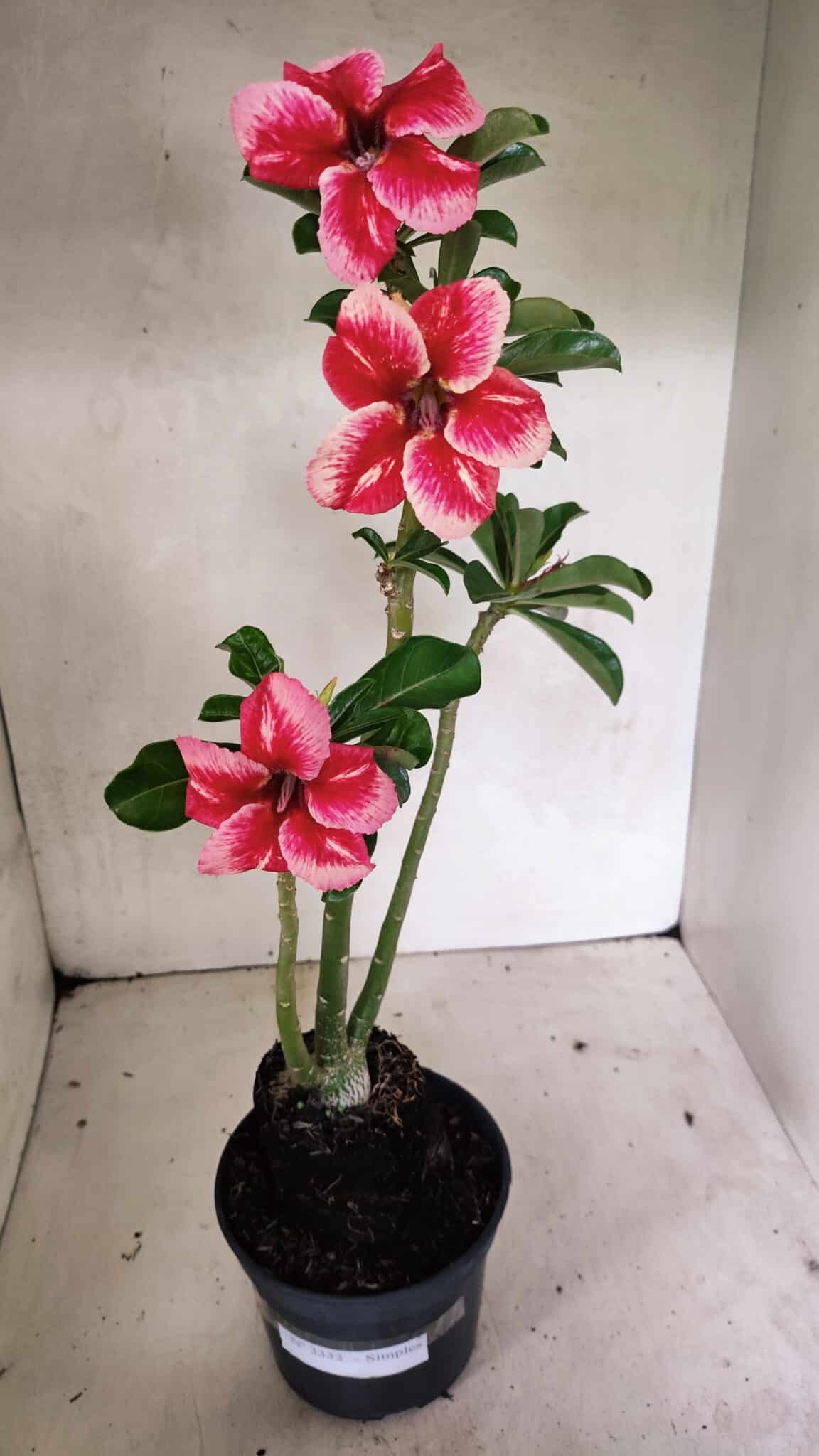 Planta Simples 3333 – 35cm – 03 anos - foto 2