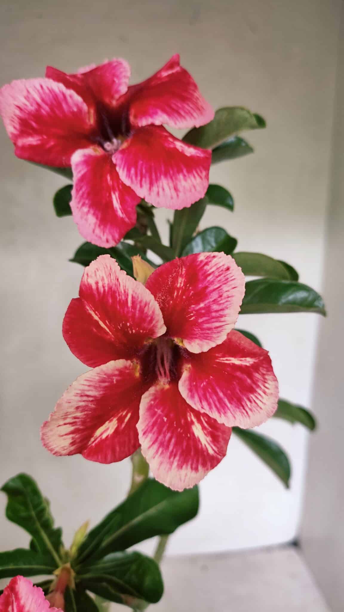 Planta Simples 3333 – 35cm – 03 anos - foto 3