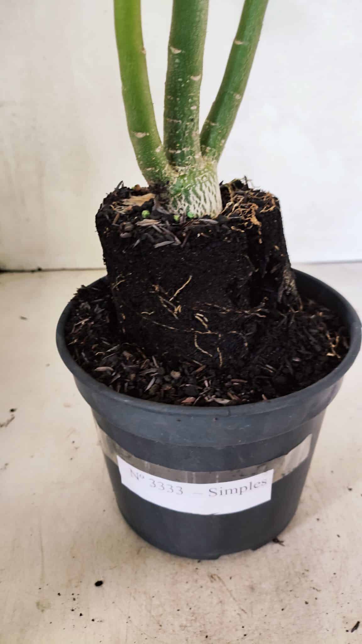 Planta Simples 3333 – 35cm – 03 anos - foto 6