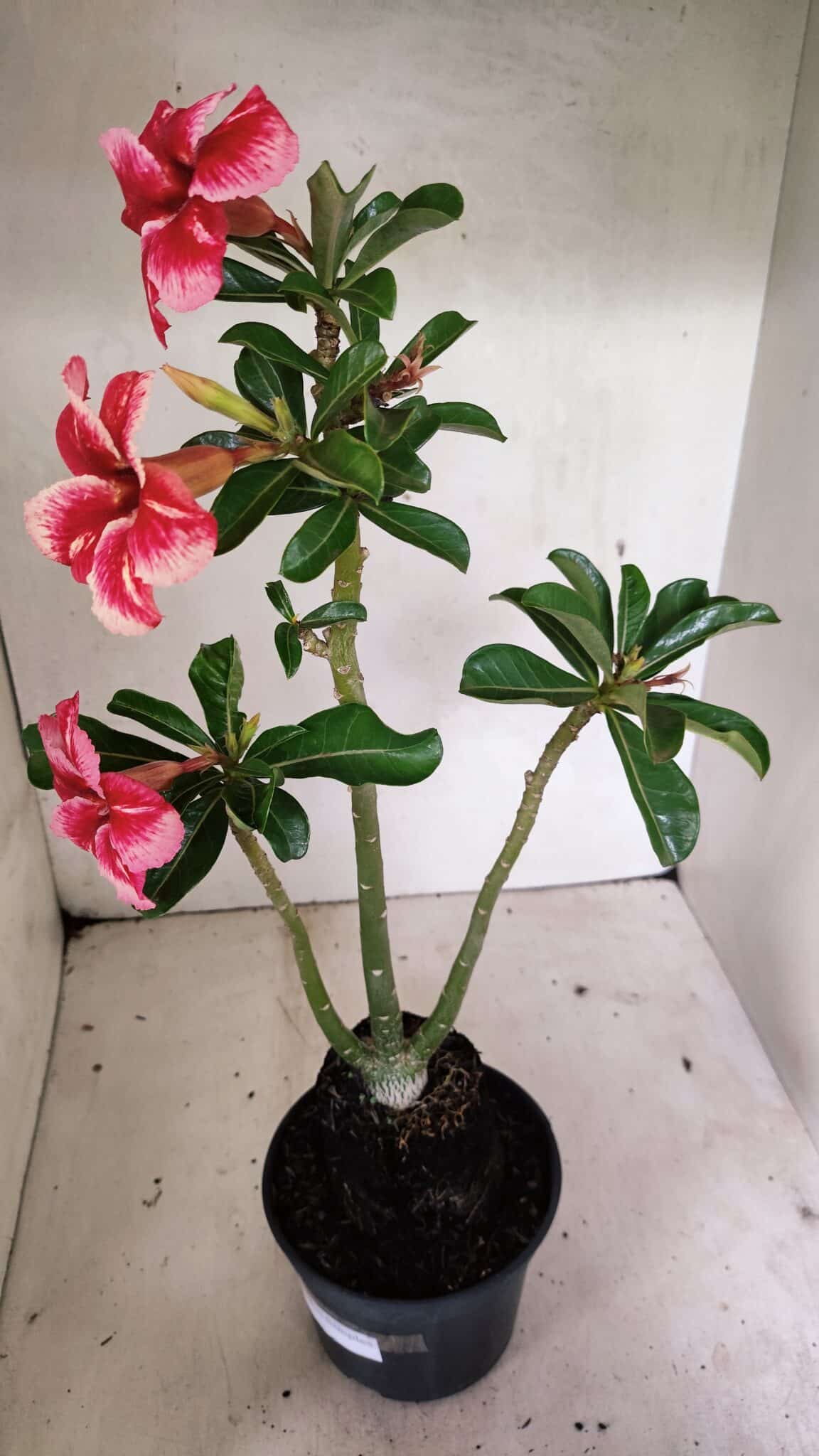 Planta Simples 3333 – 35cm – 03 anos - foto 4