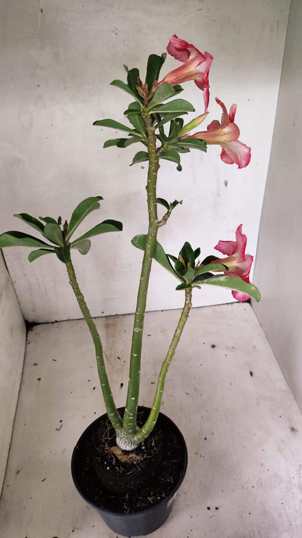 Planta Simples 3333 – 35cm – 03 anos - foto 5
