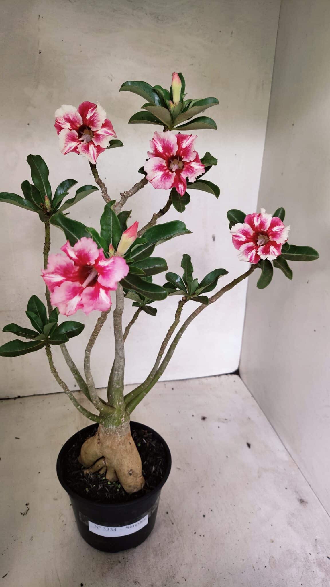 Planta Simples 3334 – 40cm – 03 anos - foto 2