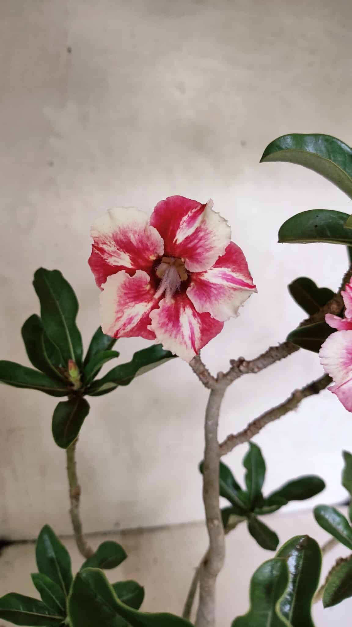 Planta Simples 3334 – 40cm – 03 anos - foto 4