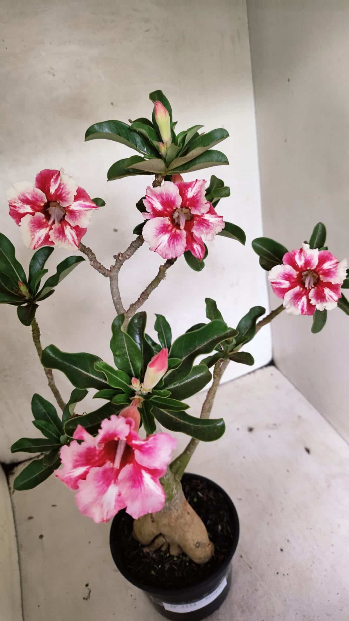 Planta Simples 3334 – 40cm – 03 anos - foto 3