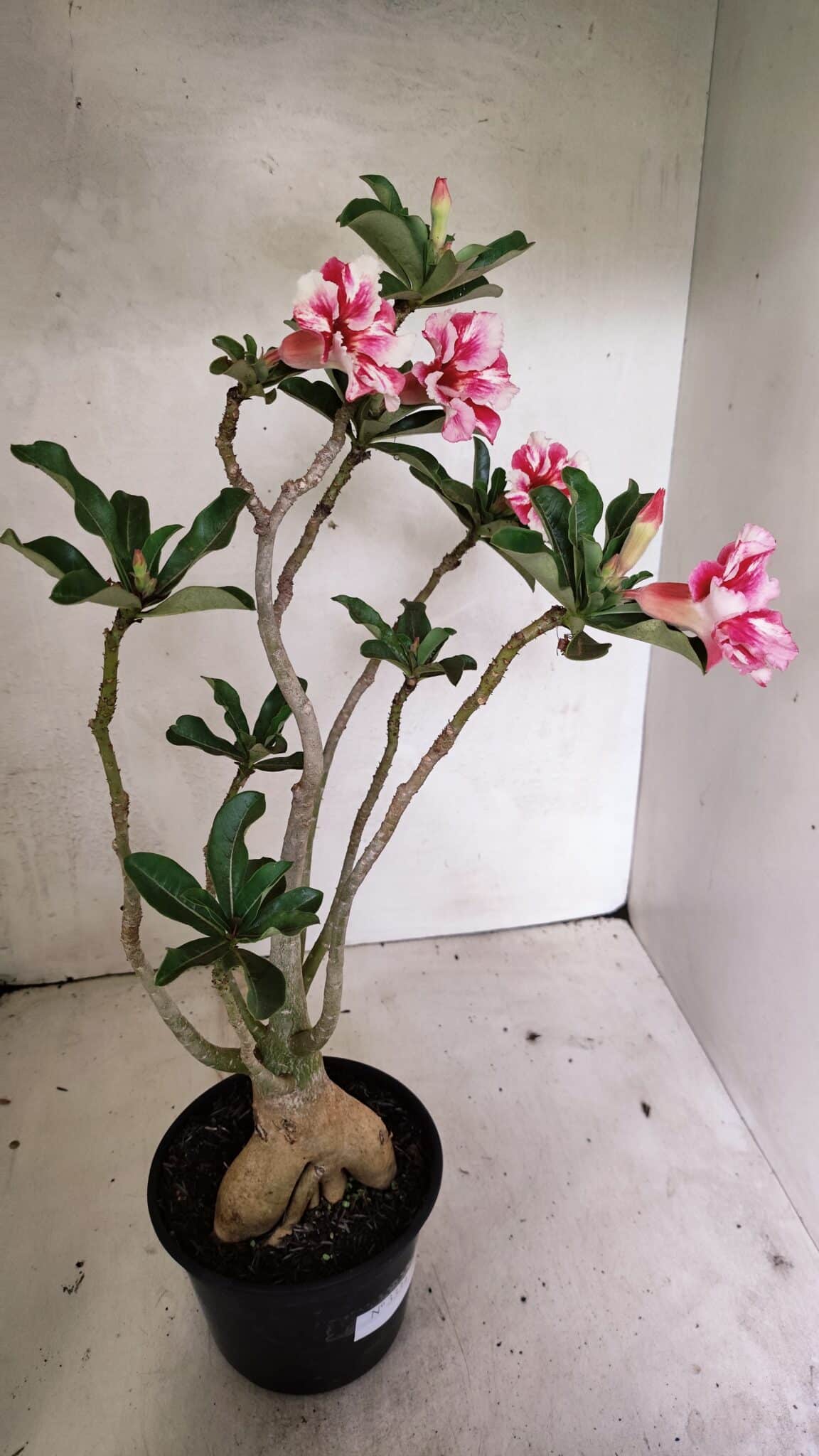Planta Simples 3334 – 40cm – 03 anos - foto 6