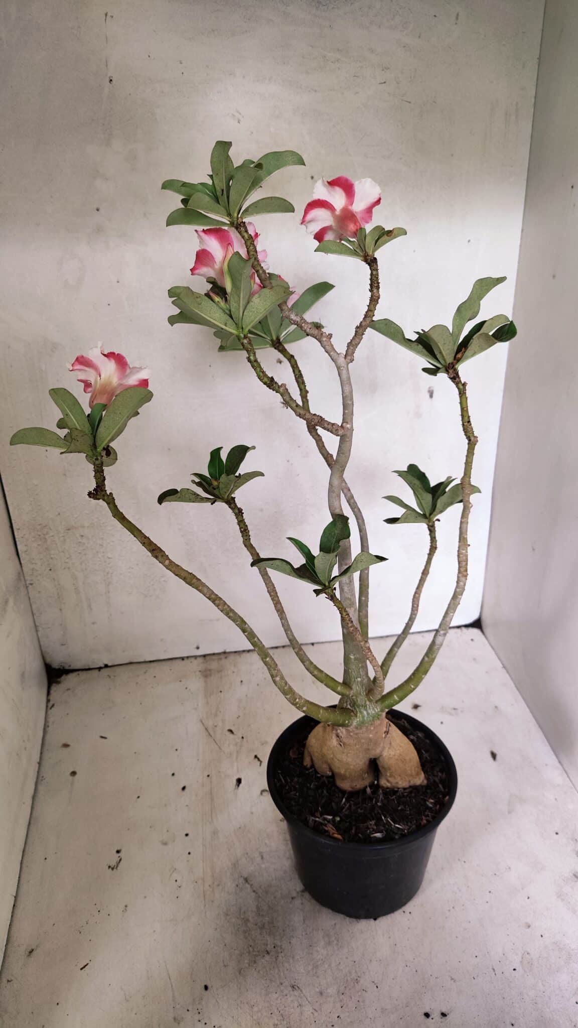 Planta Simples 3334 – 40cm – 03 anos - foto 5