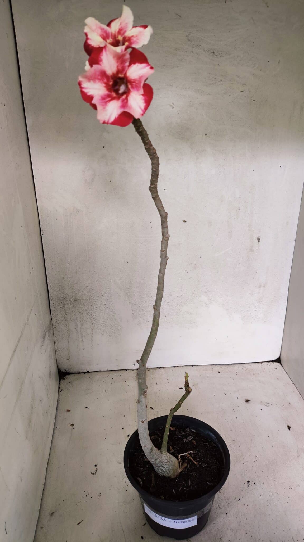 Planta Simples 3335 – 30cm – 03 anos - foto 2