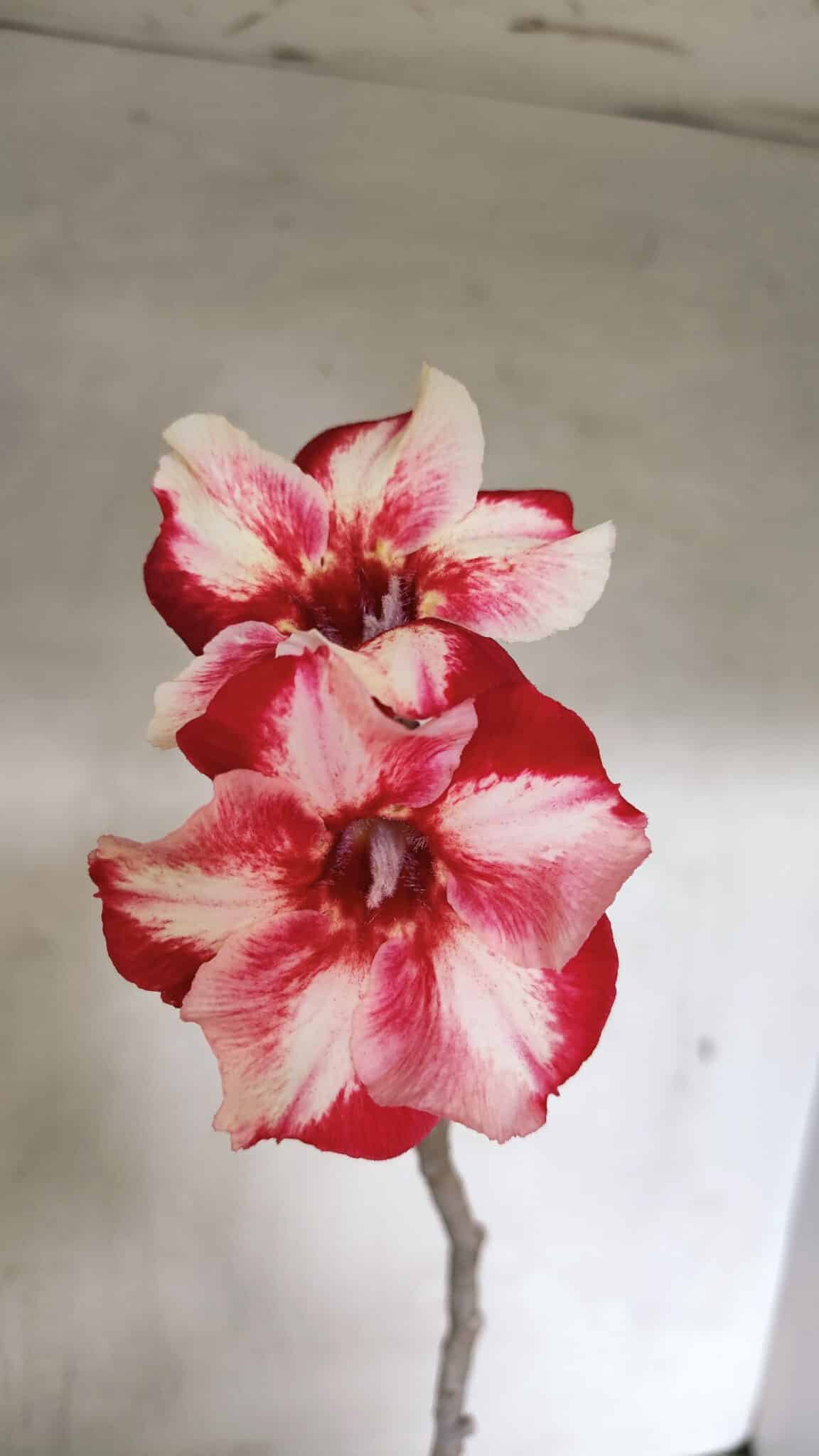 Planta Simples 3335 – 30cm – 03 anos - foto 3