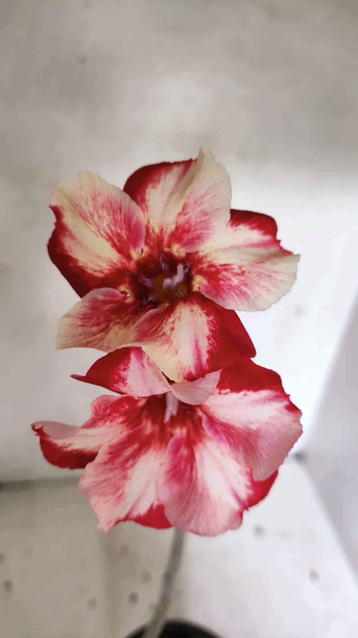 Planta Simples 3335 – 30cm – 03 anos - foto 4