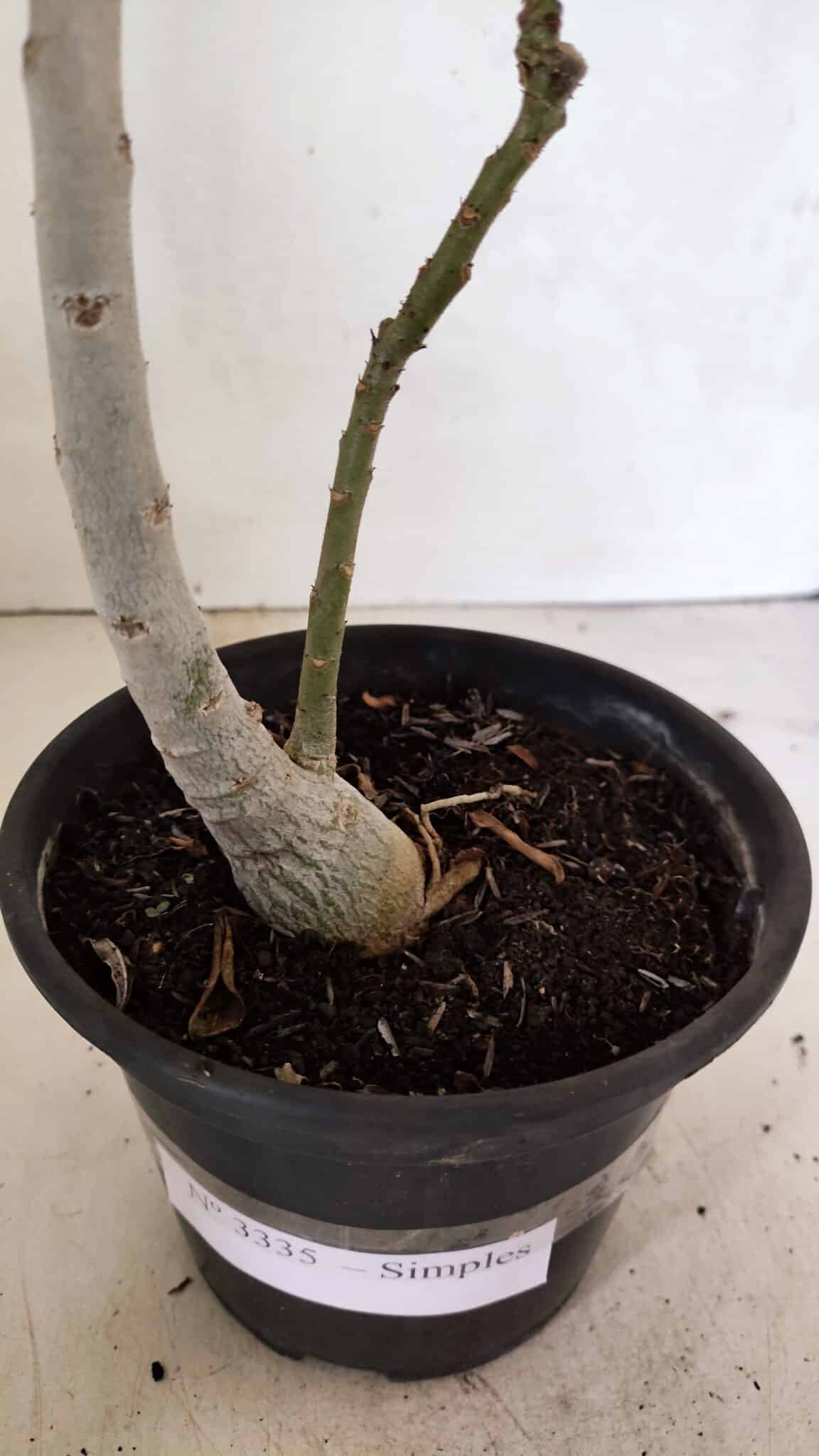 Planta Simples 3335 – 30cm – 03 anos - foto 6