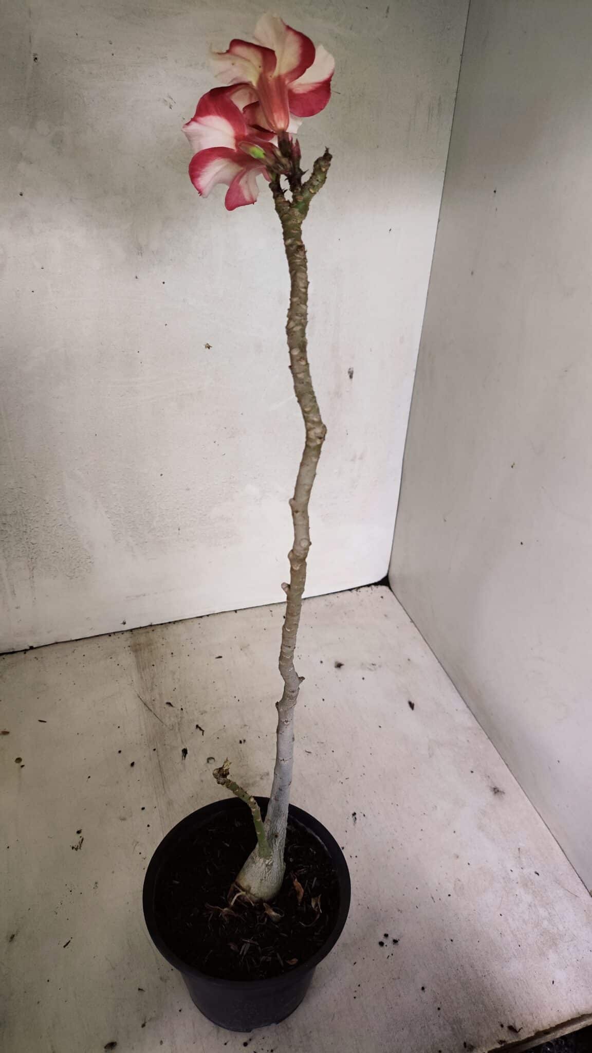 Planta Simples 3335 – 30cm – 03 anos - foto 5
