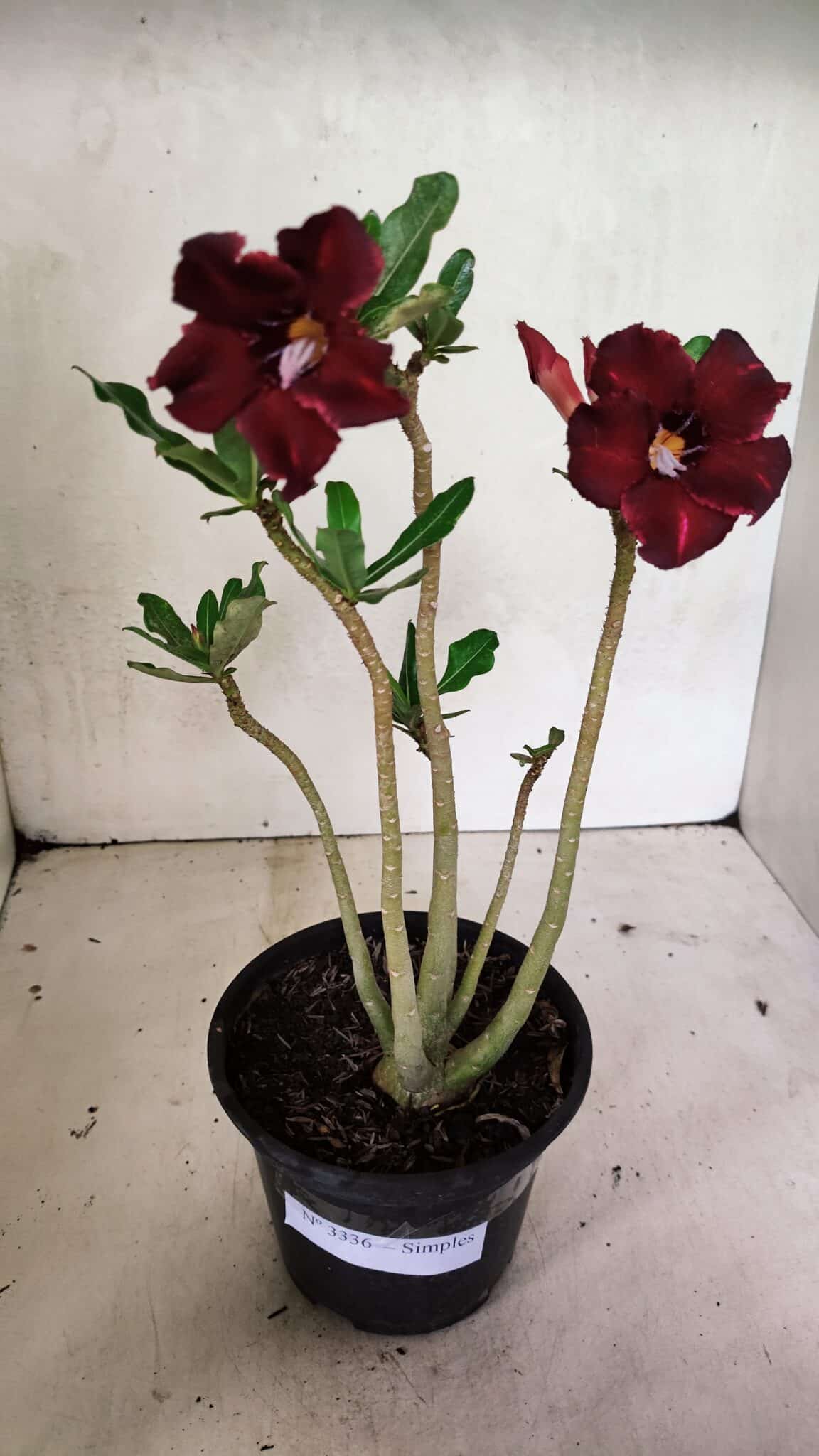 Planta Simples 3336 – 30cm – 02 anos - foto 2