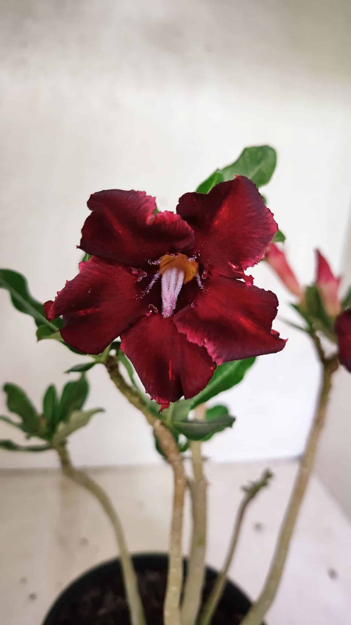Planta Simples 3336 – 30cm – 02 anos - foto 3