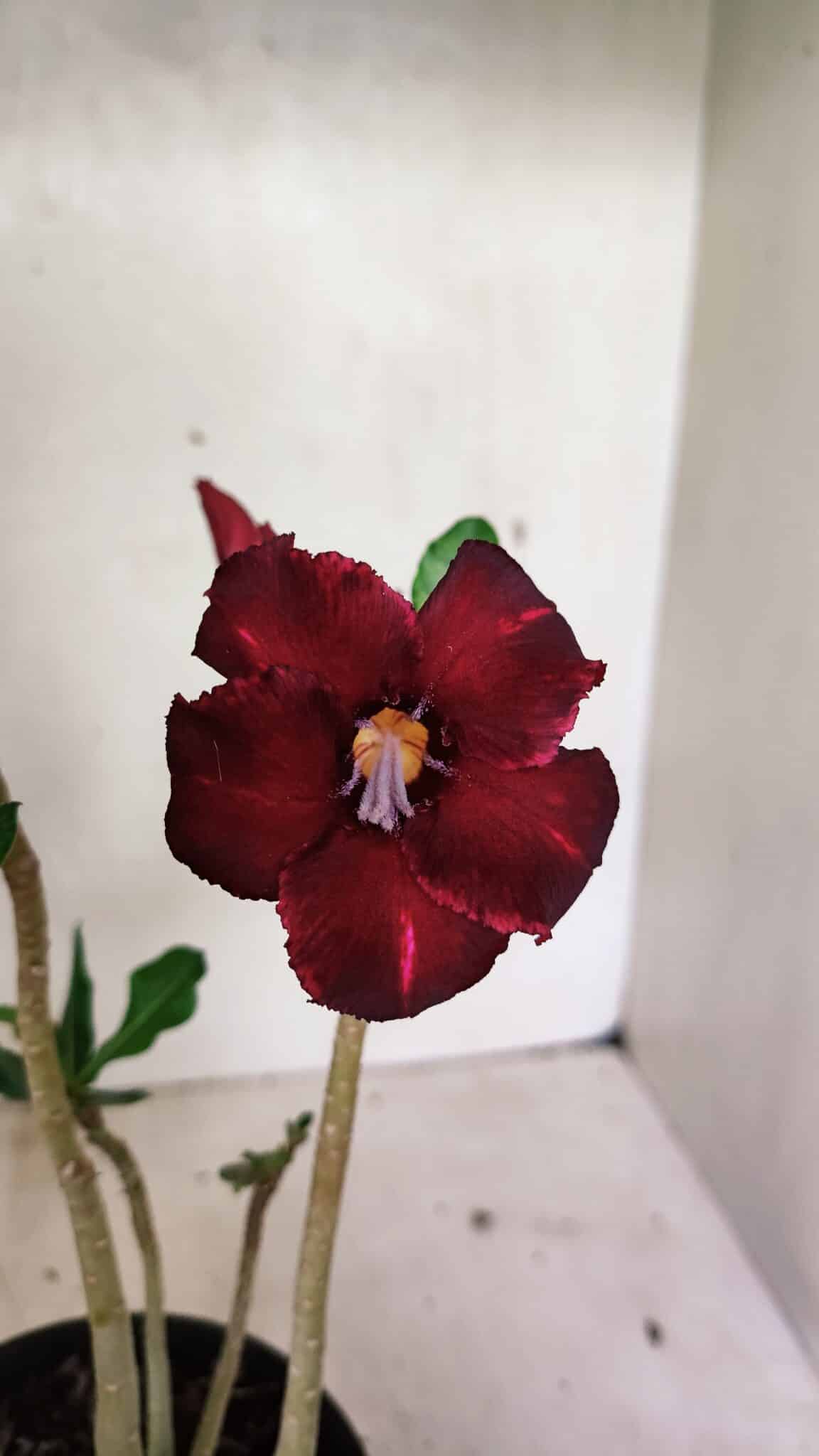 Planta Simples 3336 – 30cm – 02 anos - foto 4