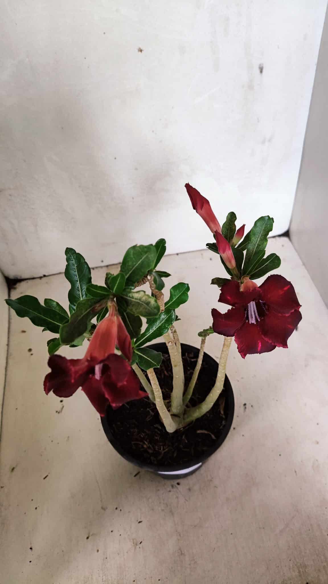 Planta Simples 3336 – 30cm – 02 anos - foto 5