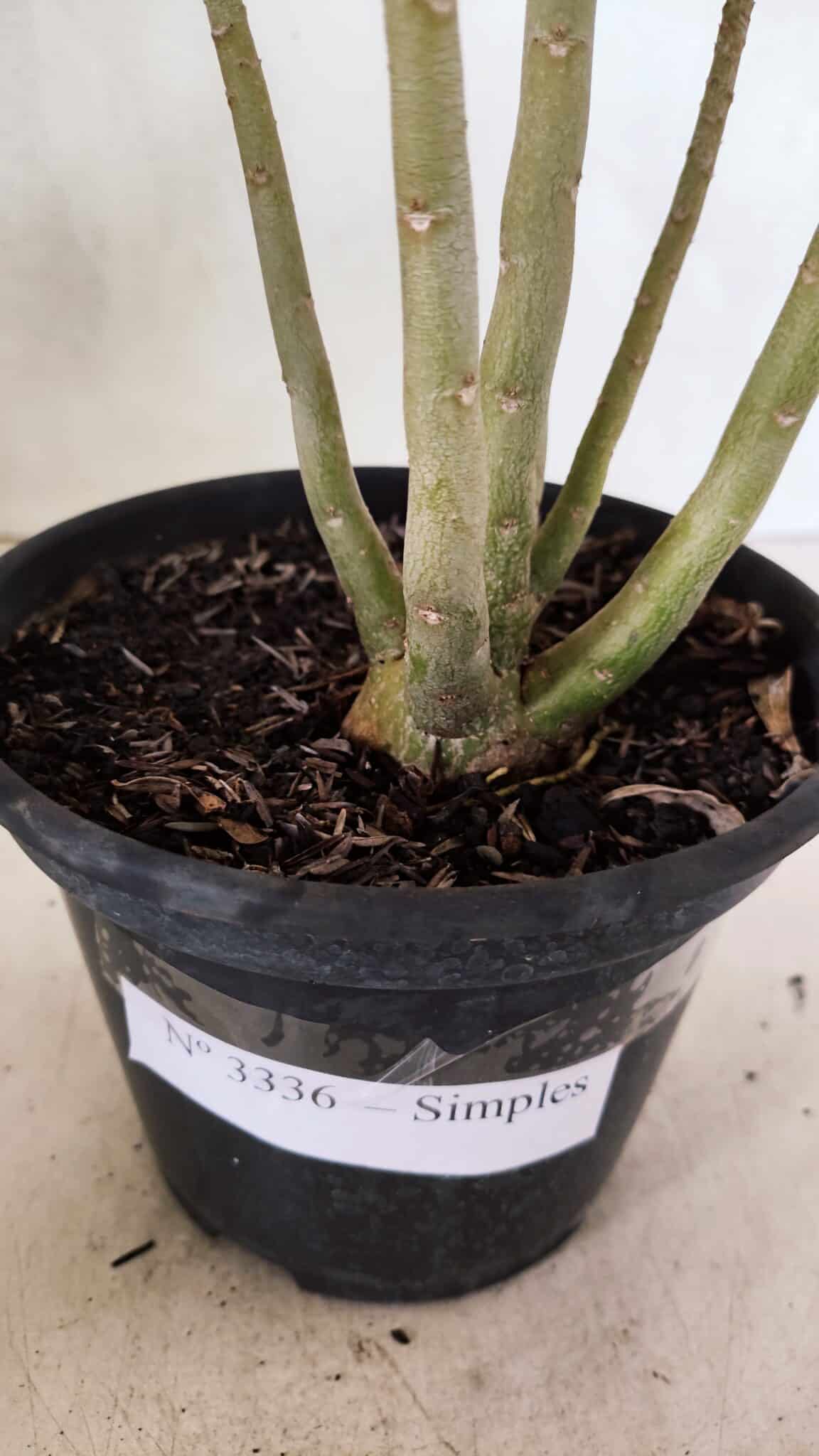 Planta Simples 3336 – 30cm – 02 anos - foto 7