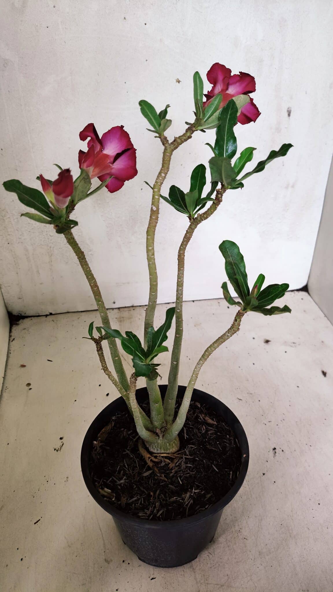 Planta Simples 3336 – 30cm – 02 anos - foto 6