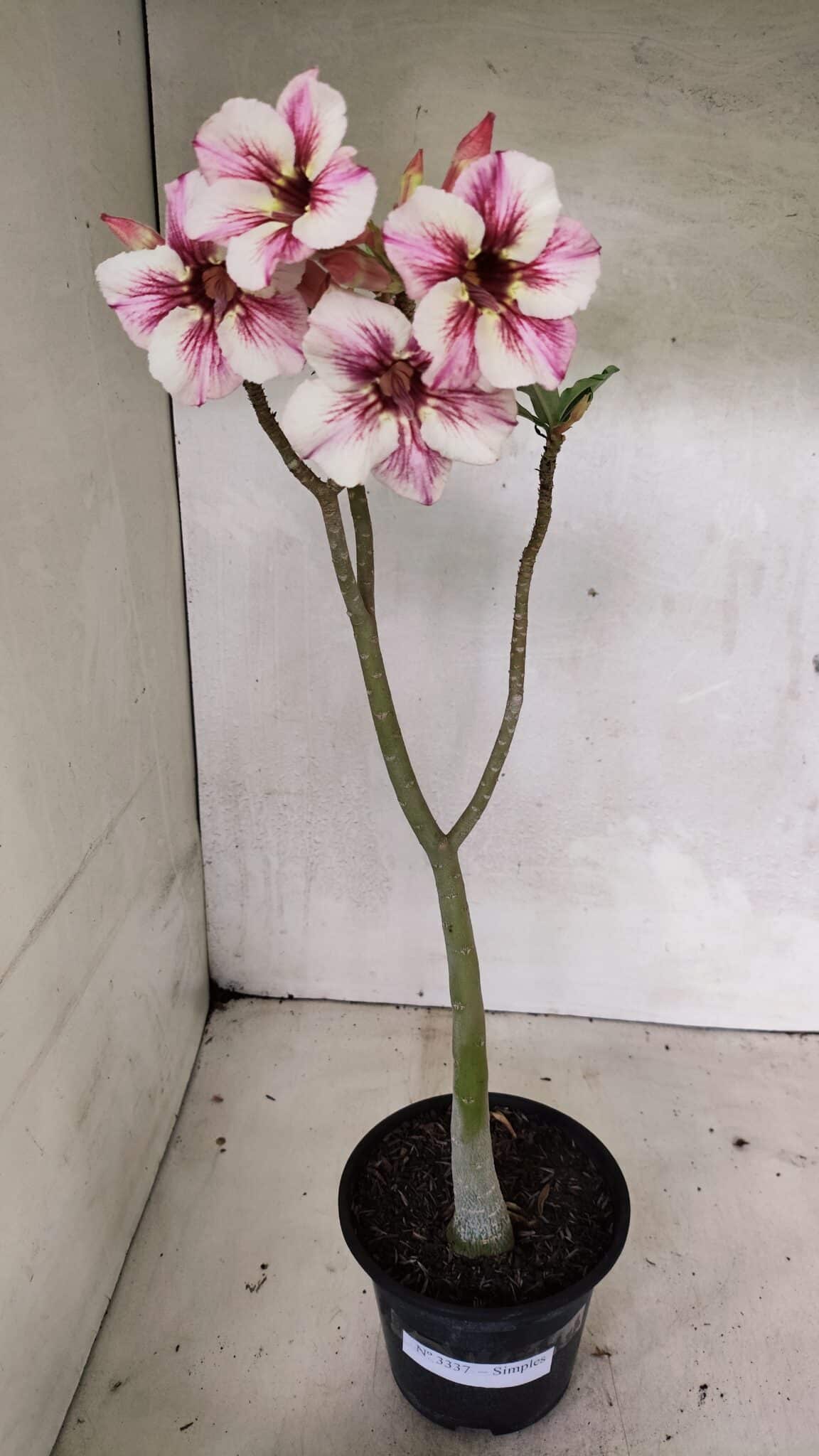 Planta Simples 3337 – 35cm – 03 anos - foto 2
