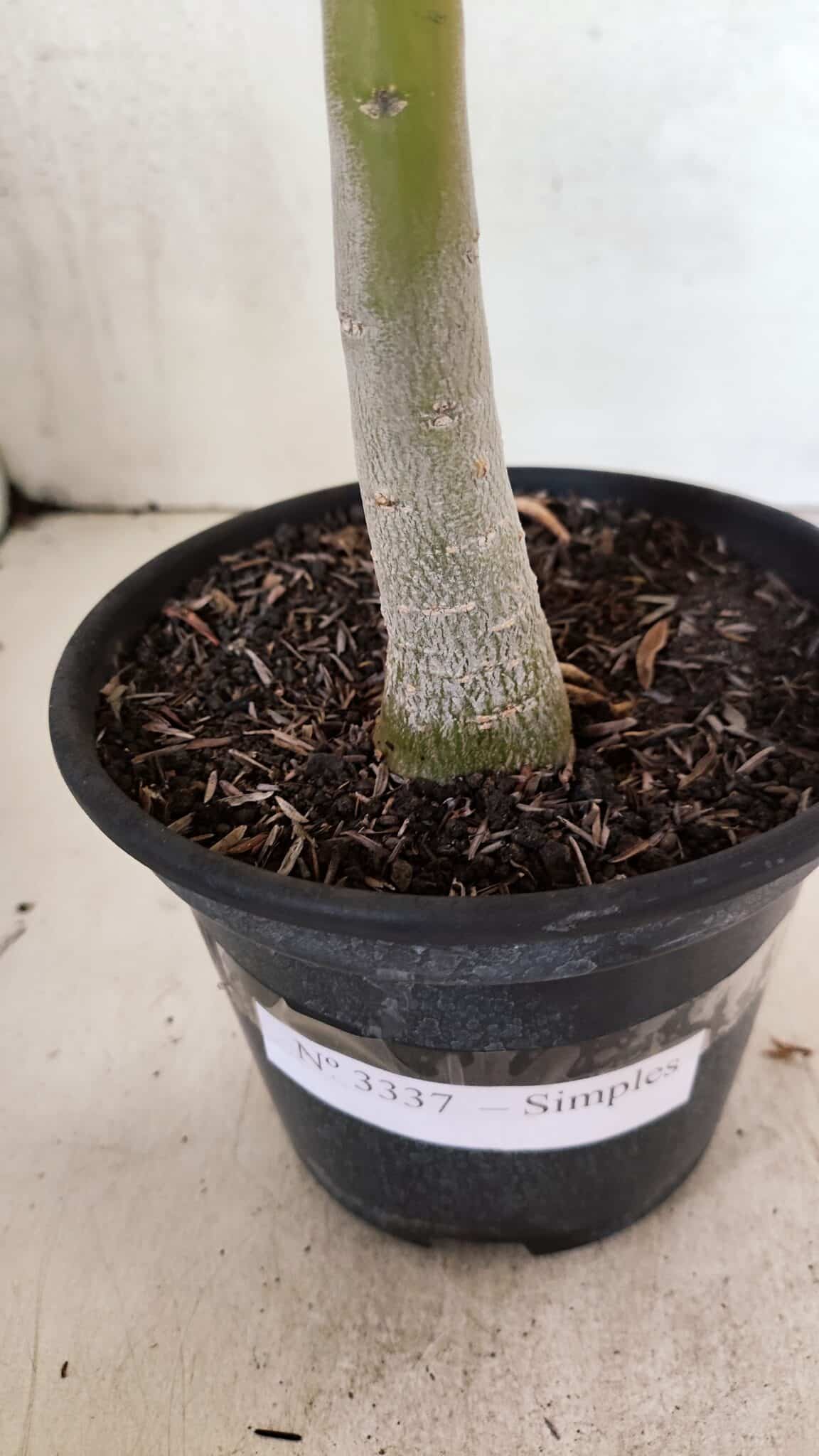 Planta Simples 3337 – 35cm – 03 anos - foto 6