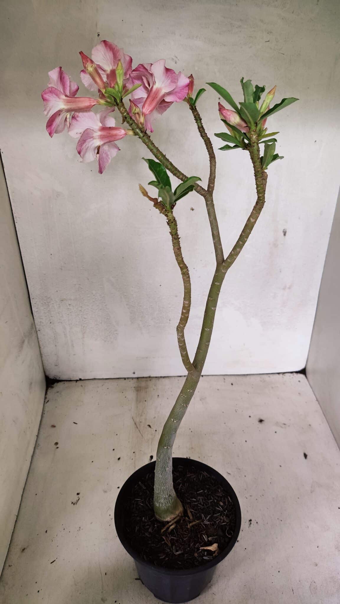 Planta Simples 3337 – 35cm – 03 anos - foto 5
