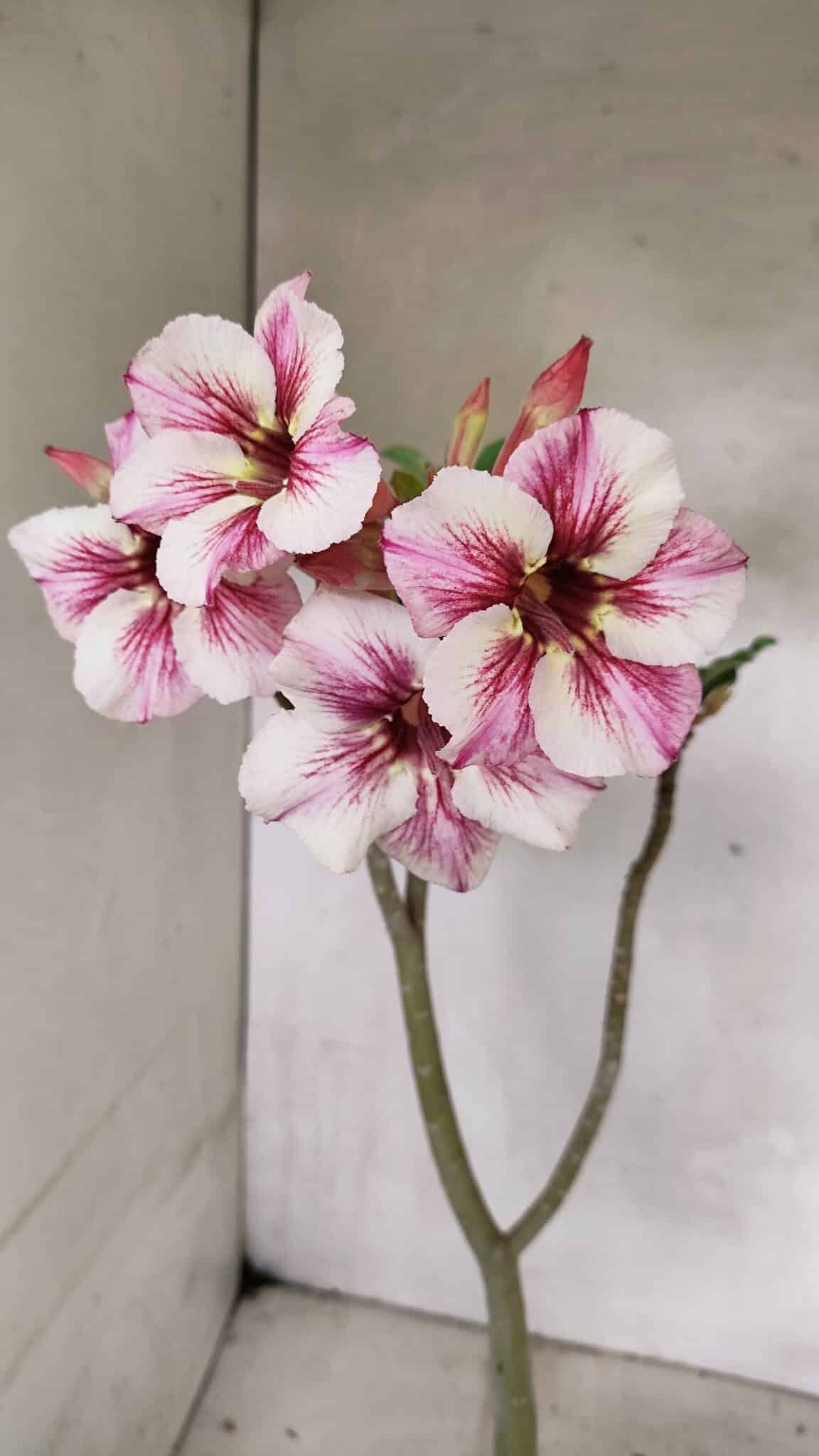 Planta Simples 3337 – 35cm – 03 anos - foto 3