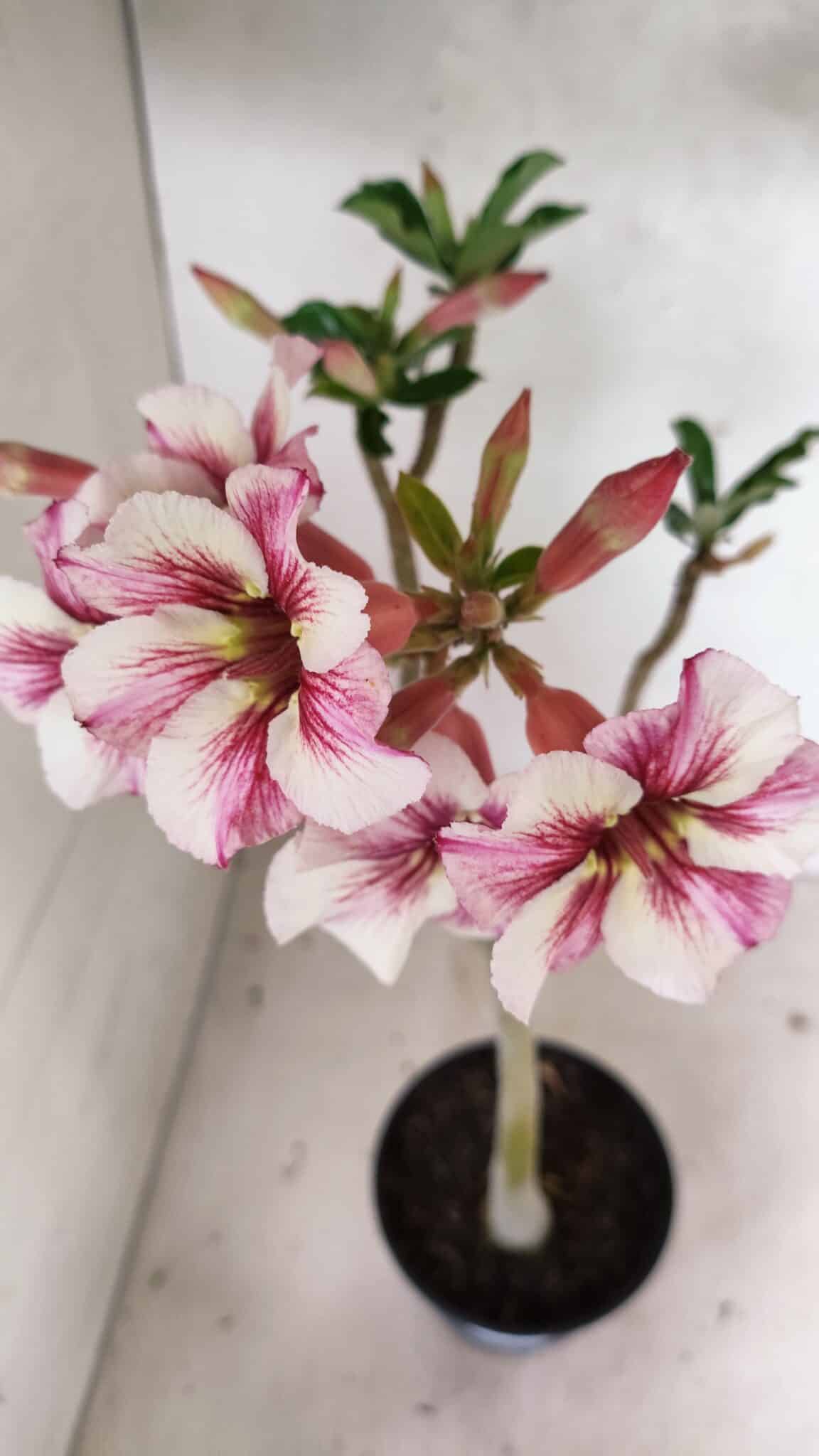 Planta Simples 3337 – 35cm – 03 anos - foto 4