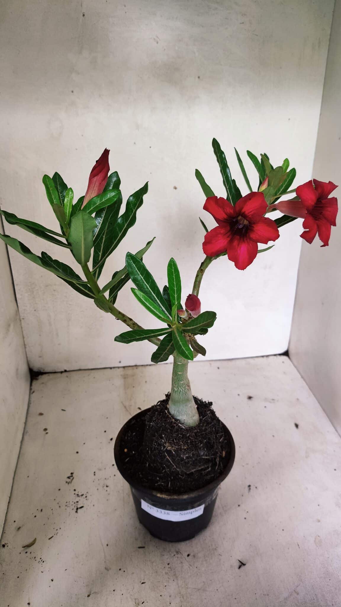 Planta Simples 3338 – 35cm – 03 anos - foto 2