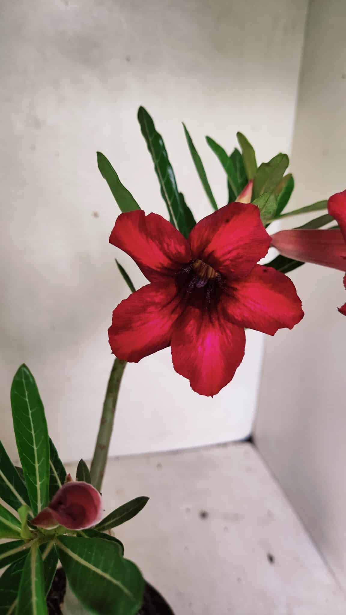Planta Simples 3338 – 35cm – 03 anos - foto 3