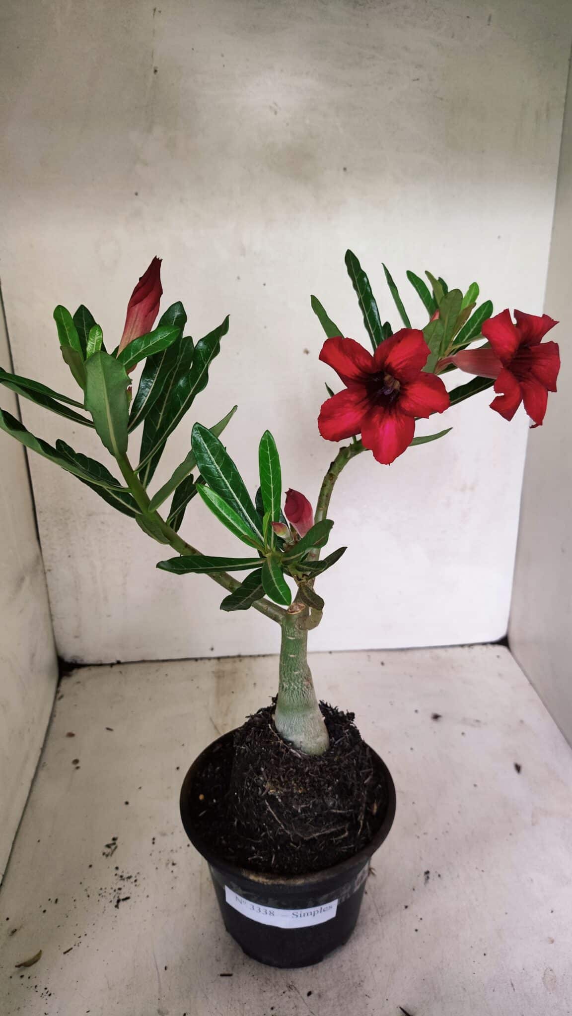 Planta Simples 3338 – 35cm – 03 anos - foto 8