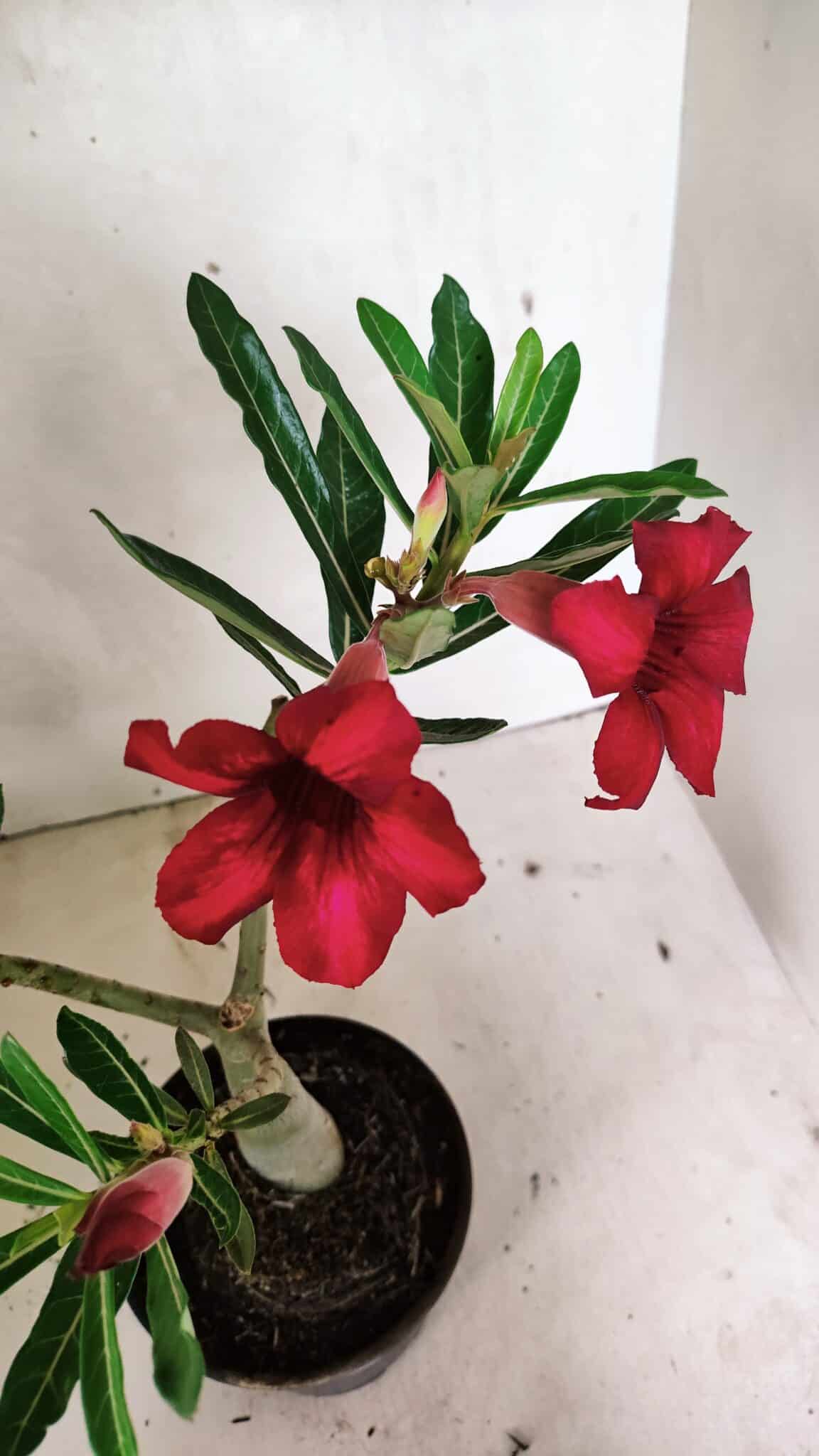Planta Simples 3338 – 35cm – 03 anos - foto 4