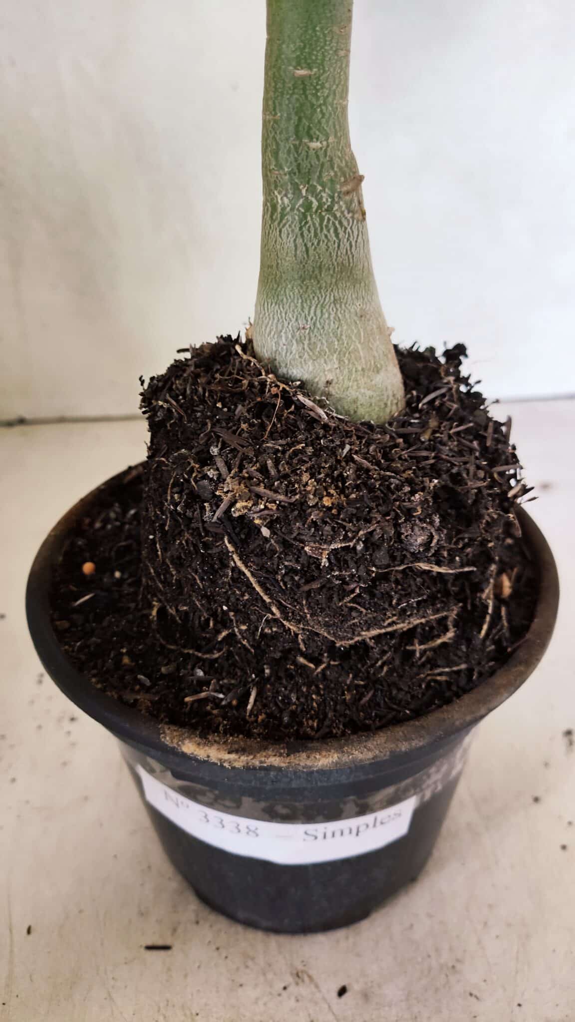 Planta Simples 3338 – 35cm – 03 anos - foto 7