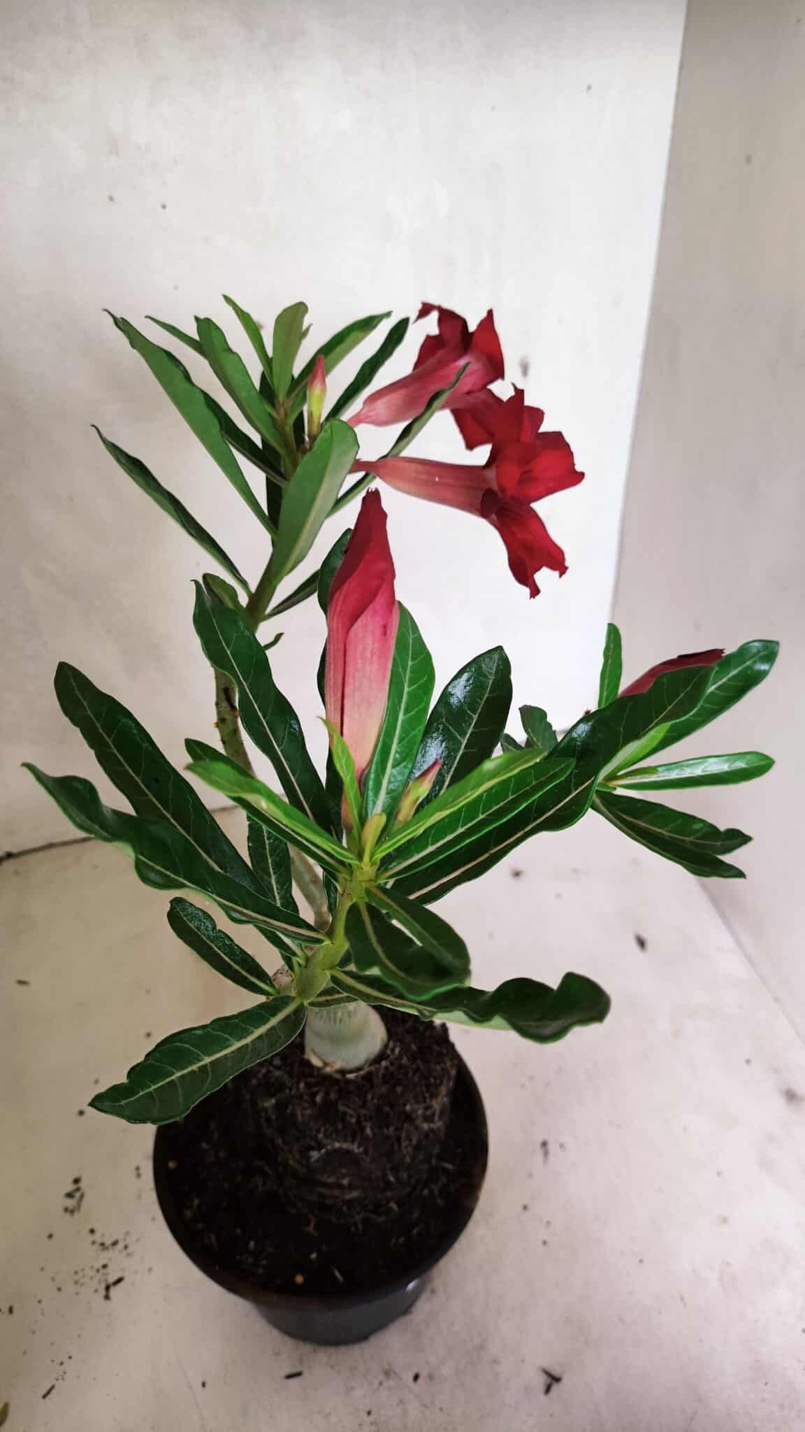 Planta Simples 3338 – 35cm – 03 anos - foto 6