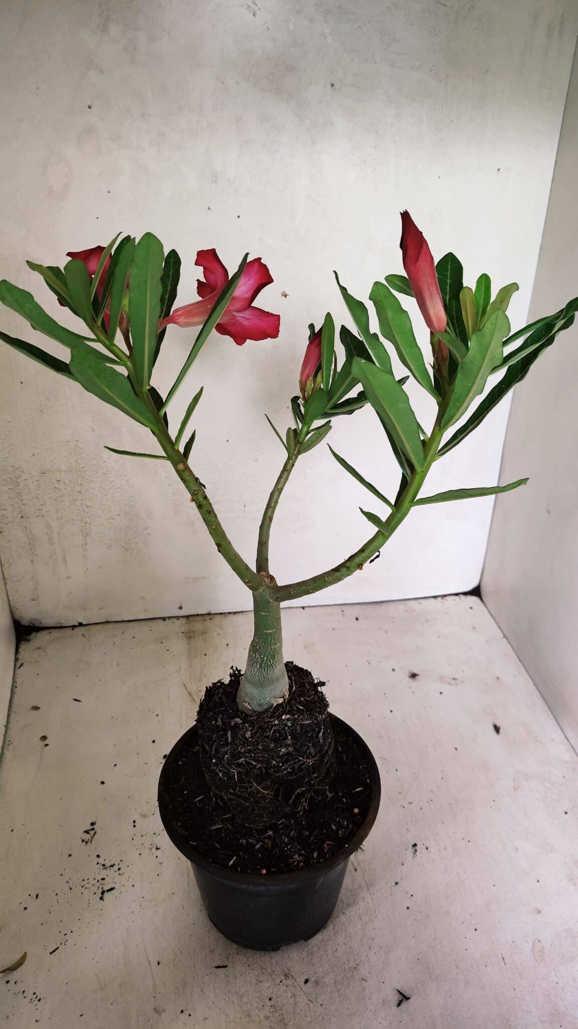 Planta Simples 3338 – 35cm – 03 anos - foto 5