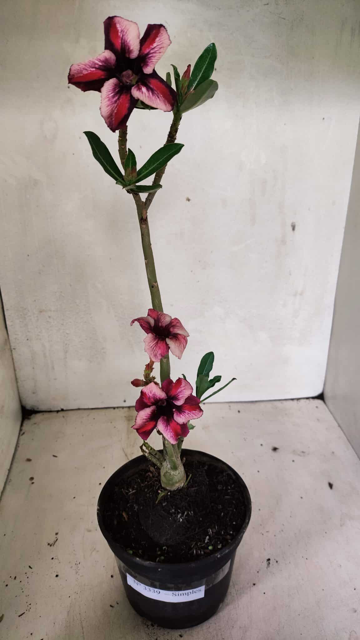 Planta Simples 3339 – 30cm – 02 anos - foto 2